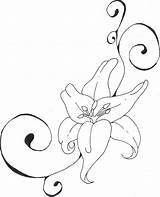 Lily Outline Drawing Line Flower Clipart Getdrawings Coloring Library sketch template