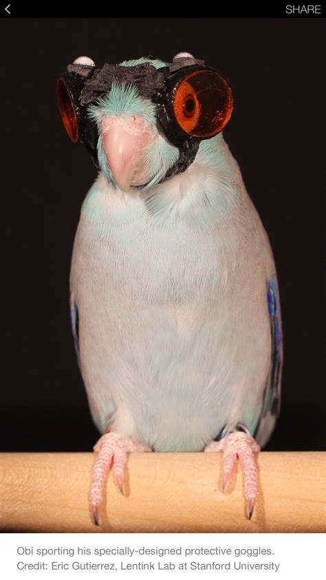 goggled parrot  science aviator goggles parrotlet funny parrots