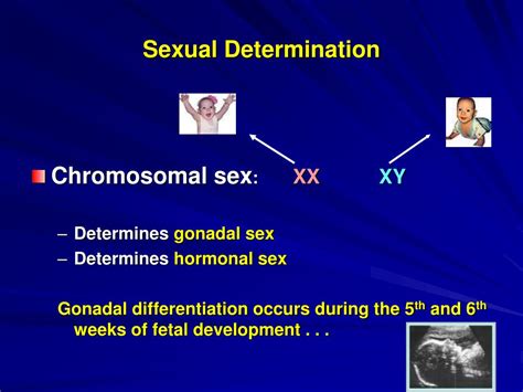 Ppt Sex Determination And Differentiation Powerpoint Presentation