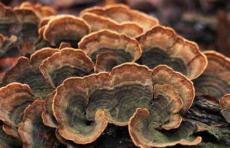 wood wide web underground fungi plant communication network  aggie transcript
