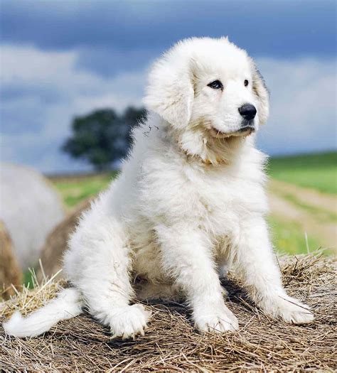 great pyrenees dog breed information characteristics daily paws