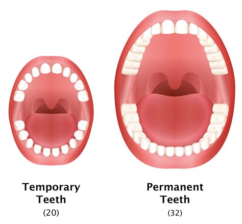 baby teeth  permanent teeth  difference sedaros oral surgery