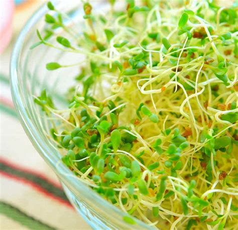 amazing health benefits  alfalfa  father   foods grow