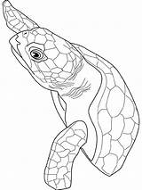 Turtle Loggerhead Tortue Ocean Coloring Dessin Coloriage Info Turtles Gif sketch template
