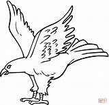 Hawk Coloring Pages Outline sketch template