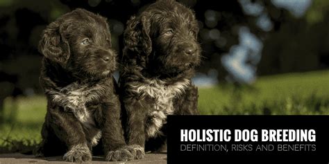 holistic dog breeders guide  natural rearing  dog breeding
