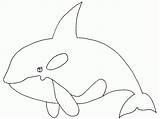 Orca Orque Coloriage Whale Coloring Dessin Imprimer Et Animals Para Colorear Print Pages Dauphin Dibujos Orcas Imagenes Printable Animales Whales sketch template