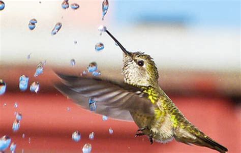 Backyard Birding Audubon