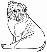 Bulldog Coloring Bulldogs sketch template
