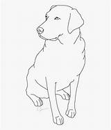 Labrador Lab Coloring Pages Retriever Drawing Dogs Retriev Clipart Clipartkey sketch template