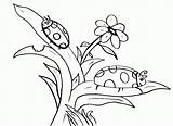 Ladybug Mariquita Mariquitas Bug Pintar Grouchy Ladybugs Flor Sheets Paginas Insect Coloringhome sketch template