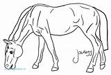 Horse Coloring Pages Breyer Horses Pinto Kids Color Printable Drawing Getcolorings Wallpapers Gif Getdrawings Library Clipart Popular Line sketch template
