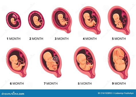 embryo month stage growth fetal development vector flat infographic