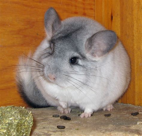 chinchilla   chinchillas    chinchil