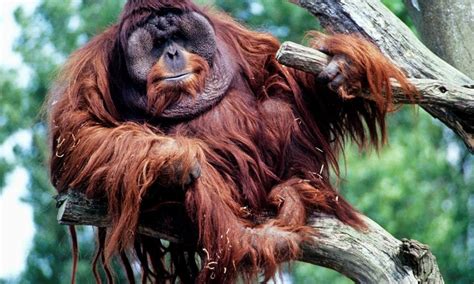 facts  orangutans wwf