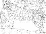 Tiger Bengal Coloring Standing Pages Drawing Color Tank Printable Drawings Template Tigers Side Designlooter Online 52kb 2048 1536px Click sketch template
