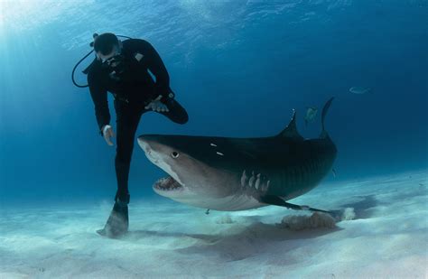 taucher und tigerhai foto bild unterwasser uw salzwasser natur