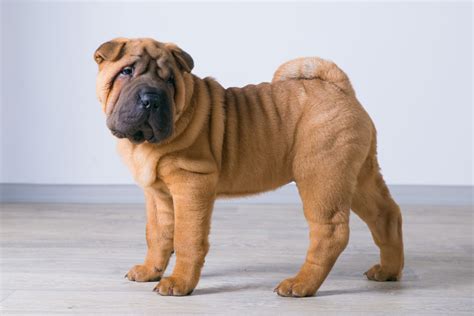 chinese shar pei breed profileinformation facts images