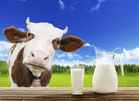 is cows milk bad sculpture fitness