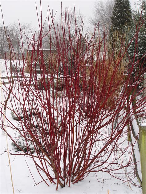 garden housecalls red twig dogwood