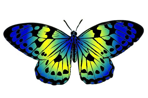 butterflies butterfly clip art  clipartix