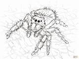 Tarantula Jumping Aranhas Spiders Springspinne Daring Realistic Trapdoor Ragno Bestcoloringpagesforkids Spinne Spinnen Stampare Kategorien sketch template