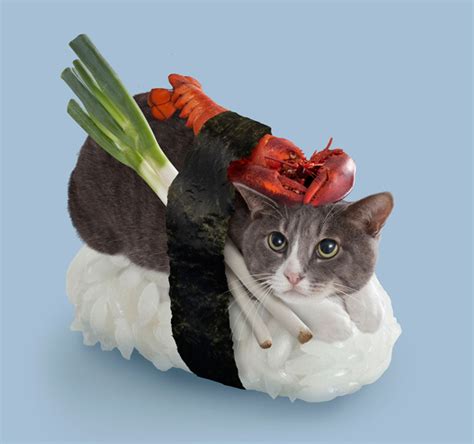 sushi cats  cute collection  magical felines resting  sushi rice