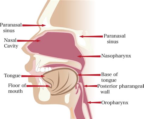 anatomy  nose diagram pictures