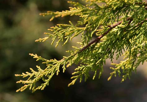 leyland cypress trees care growing guide