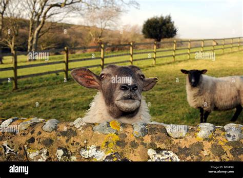 sheep    wall  res stock photography  images alamy