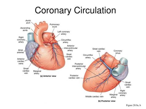 chapter  anatomy   heart powerpoint