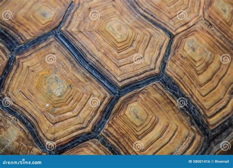 carapace  sea turtle  background stock photo image  carapace