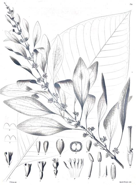 chaconia warszewiczia coccinea botanical sketch flower sketches