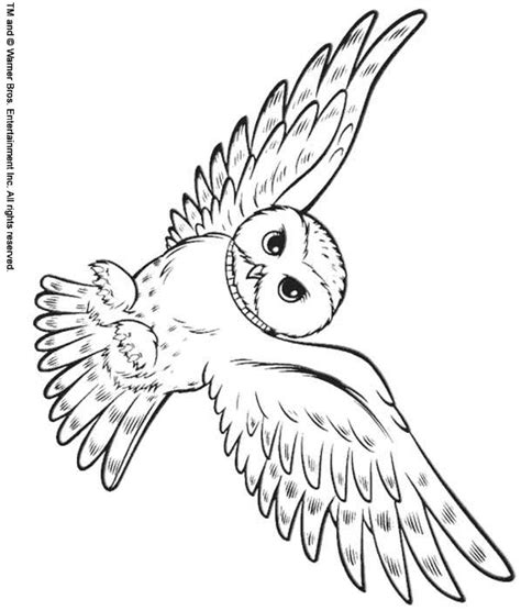 print  snowy owl color page animal coloring pages owl