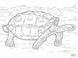 Galapagos Tortoise Tortuga Tortugas Realista Gigante Supercoloring Gigantes Galápagos Tortoises sketch template