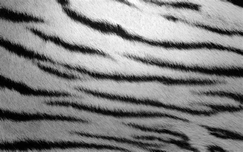 tiger skin wallpapers wallpaper cave