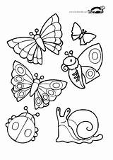 Krokotak Mewarna Insect Ladybird Site Source sketch template