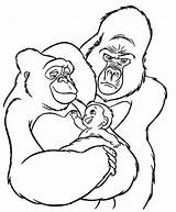 Gorilla Gorille Silverback Getcolorings Printablefreecoloring Coloriages Coll sketch template