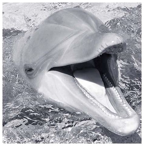 bottlenose dolphin head  talkstock  deviantart