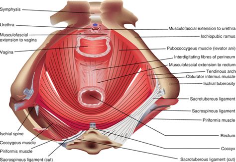 Female Pelvic Anatomy Abdominal Key