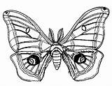 Moth Drawing Coloring Pages Getdrawings sketch template