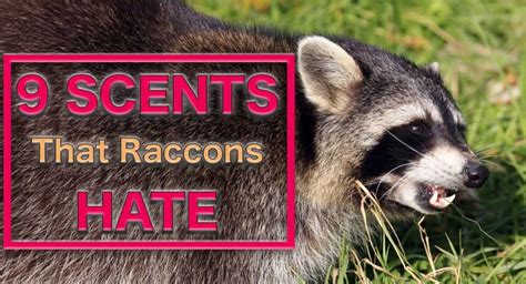 rid  raccoons   deck    raccoons    house