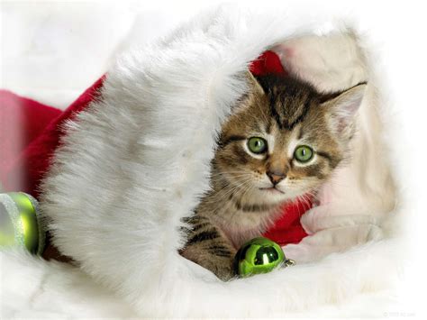 christmas cat teddybear photo  fanpop