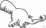 Anteater Coloring Kids Alligator Pages Cliparts Colouring Print Supercoloring sketch template