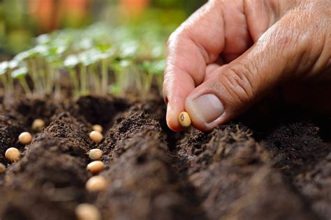 sow thinly   guide  thin seed spacing  gardens