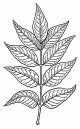 Herbes Mauvaises Leaves Line Fern Reconnaitre Sosanimaux sketch template