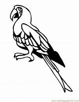Parrot Coloring Pages Popular Birds Printable sketch template
