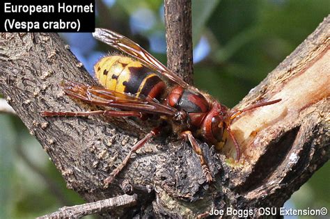 Asian Giant Hornet Queen Sting Bruin Blog