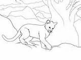 Cougar Coloring Pages Cub sketch template