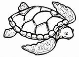 Turtle Coloring Sea Pages Drawing Color Print Printable Turtles Cute Adults Easy Shell Kids Loggerhead Tortoise Clipart Clip Preschoolers Simple sketch template